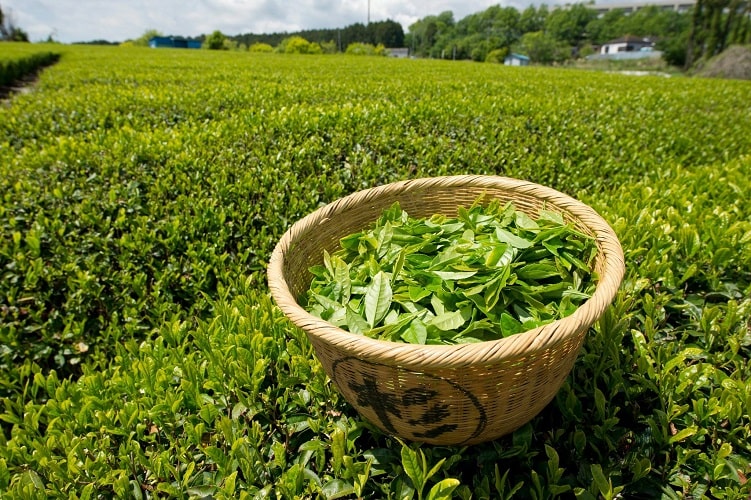что такое зеленый чай