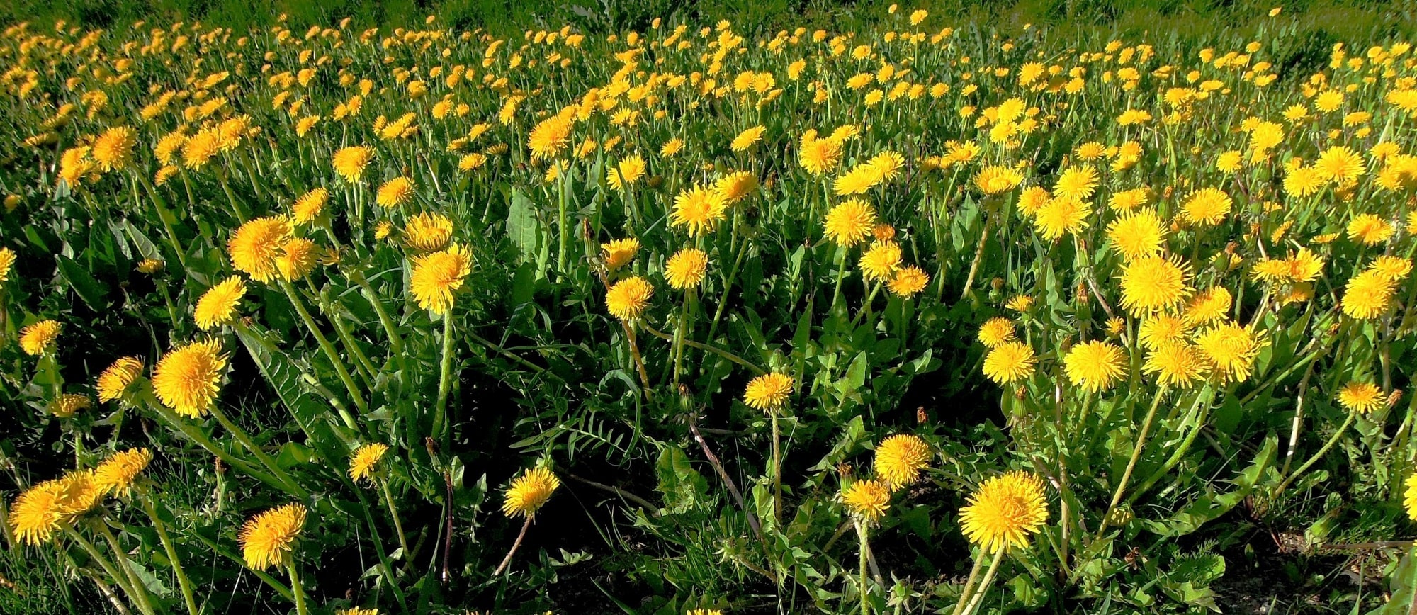 цветы одуванчика на поле
